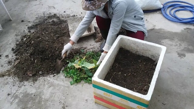 Làm đất trồng rau sạch trong thùng xốp