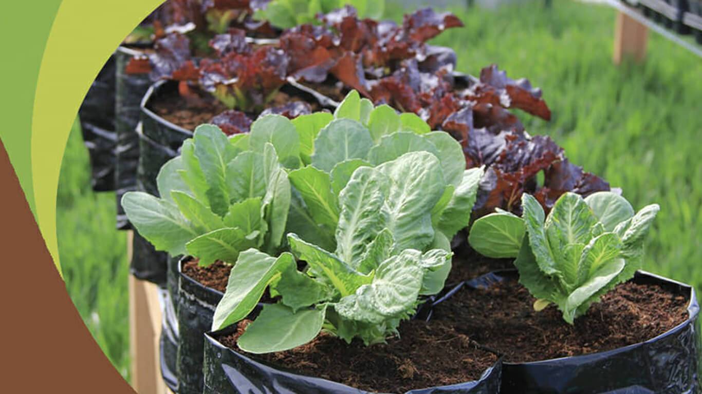 Nhà vườn nên chọn đất trồng rau loại nào tốt nhất?