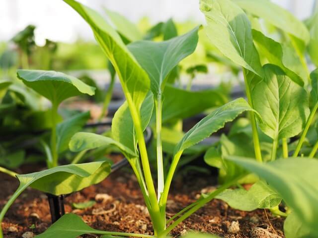 Hướng dẫn chi tiết cách làm đất trồng rau cải sạch tại nhà