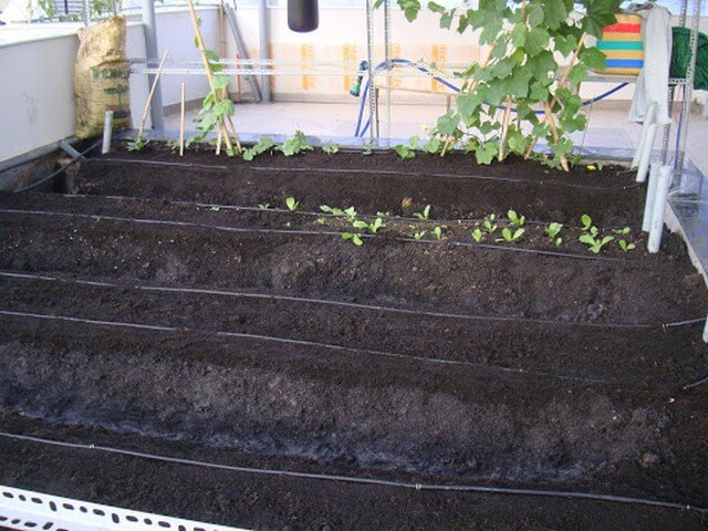 Cách canh tác đất và lên luống trồng rau cải trong vườn nhà