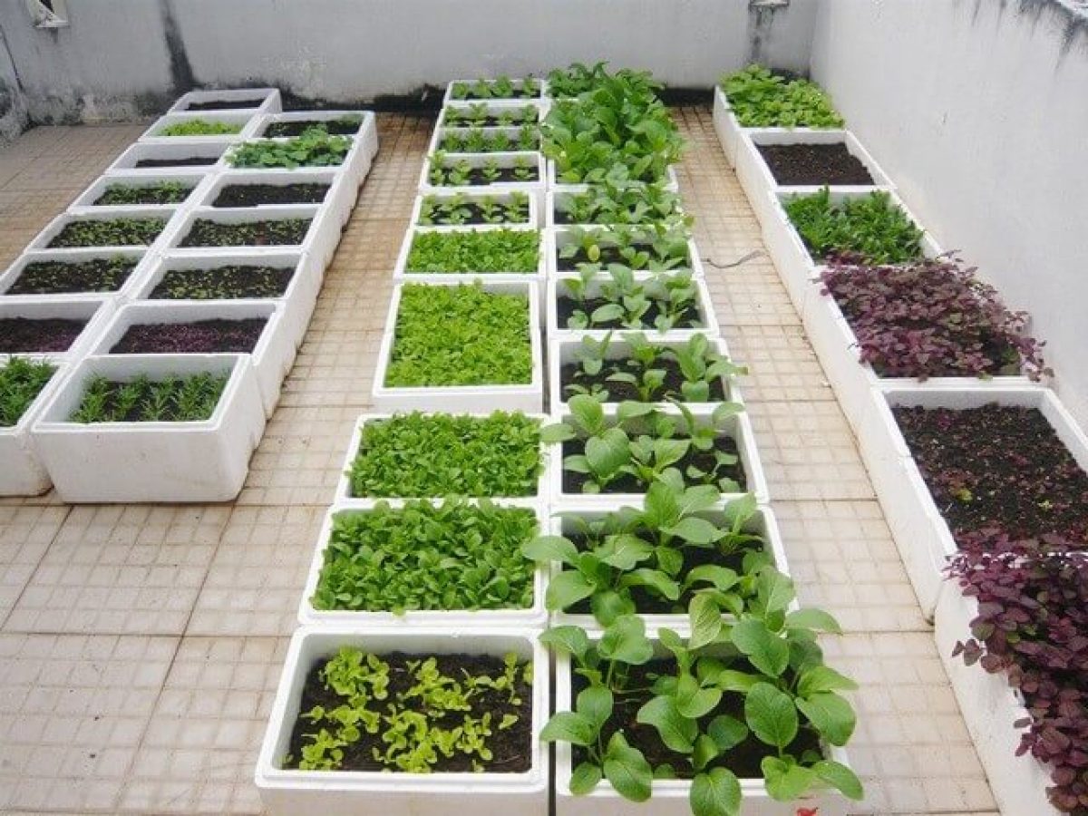 Chia sẻ hơn 68 về mô hình thùng xốp trồng rau earth box mới nhất  Tin học  Đông Hòa