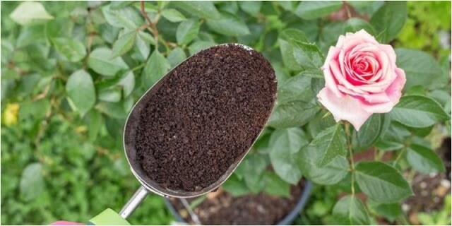 Giá thể trồng hoa hồng không được nhiễm nấm và bệnh