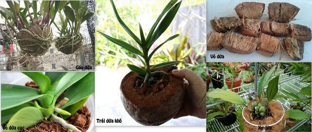 Xơ dừa trồng lan thiên nga có thể tự làm tại nhà bằng dừa khô