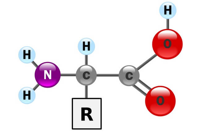 Amino acid là thành phần chính cấu tạo nên đạm protein