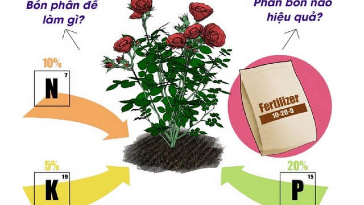 Top 5 phân bón lá cho hoa hồng chất lượng nhất - Thế giới giá thể ...