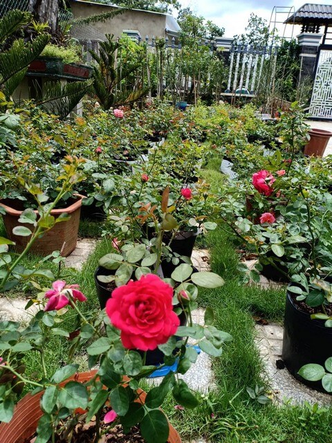 Hoa hồng hấp thụ dinh dưỡng từ phân bón lá nhanh