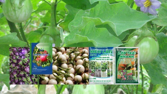 Cần chọn đúng phân bón lá lớn trái chất lượng để có mùa vụ bội thu