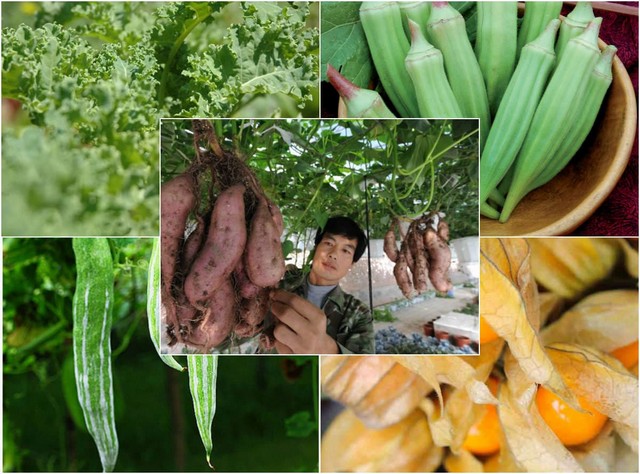 Phân bón lá DS80 có công thức dinh dưỡng chuyên dùng cho lúa và rau màu
