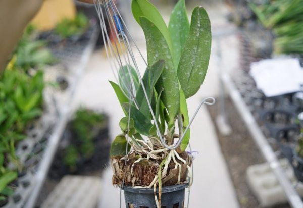 Cách lựa chọn giá thể trồng lan Cattleya tốt nhất!