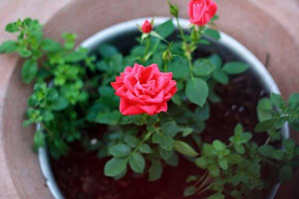 Bật mí 3 bước giúp bạn cải tạo đất trồng hoa hồng hợp lí nhất