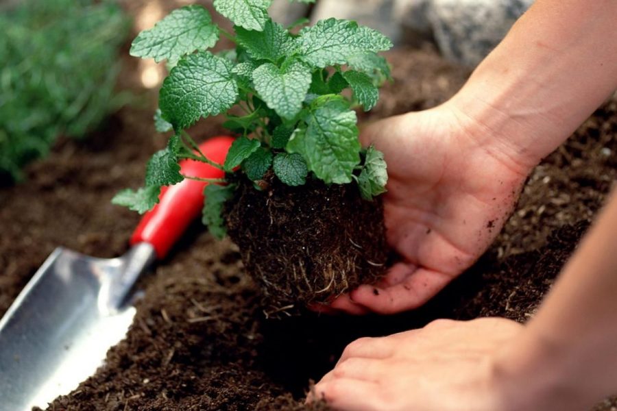 5 cách cải tạo đất vườn trồng rau tốt nhất cho bà con nông dân