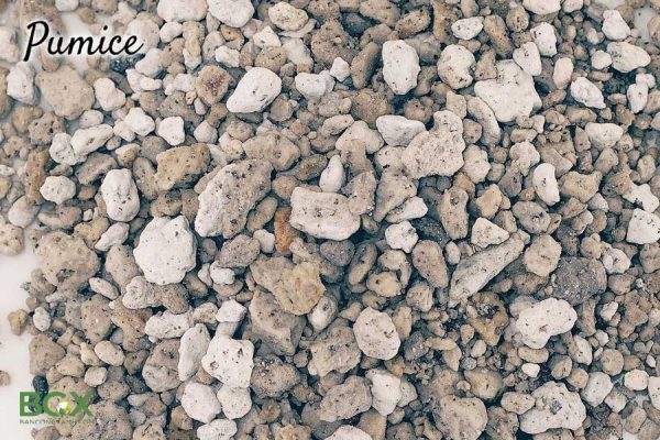 Sử dụng đá Pumice hay đá Perlite trồng sen đá tốt nhất?