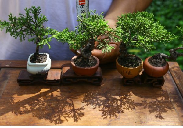 Công dụng của đá Pumice trồng cây kiểng và bonsai