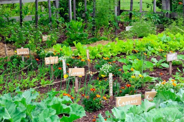 Các phương pháp cải tạo đất trồng rau hiệu quả nhất