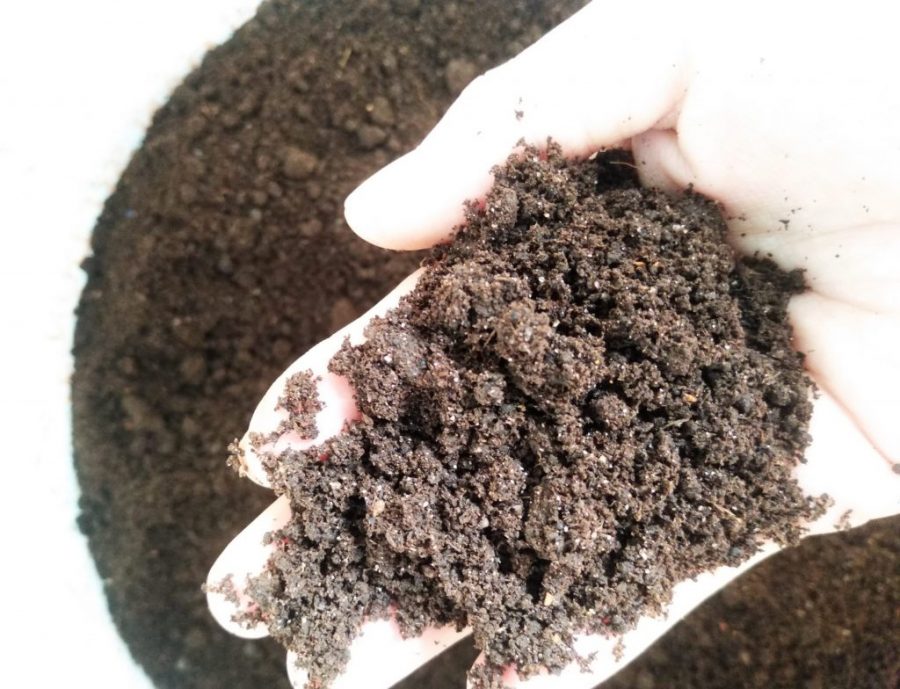 Có bao nhiêu loại phân trùn quế cho cây trồng? 