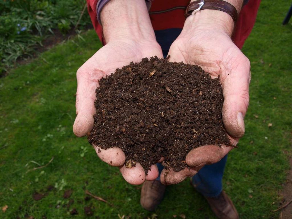 Nguyên liệu sản xuất đất sạch đóng bao: phân trùn quế