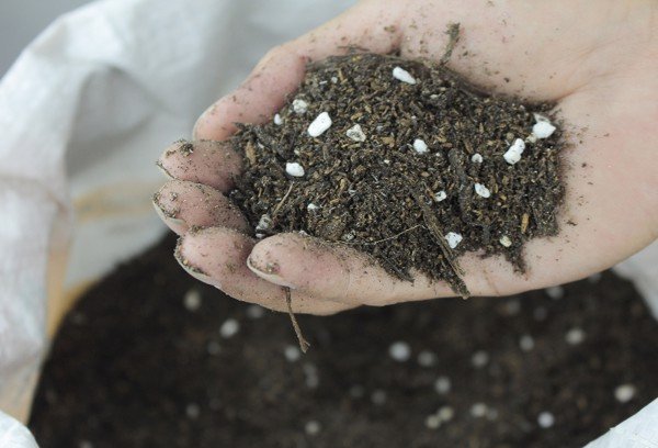 Cải tạo đất trồng cây trong chậu và nội thất