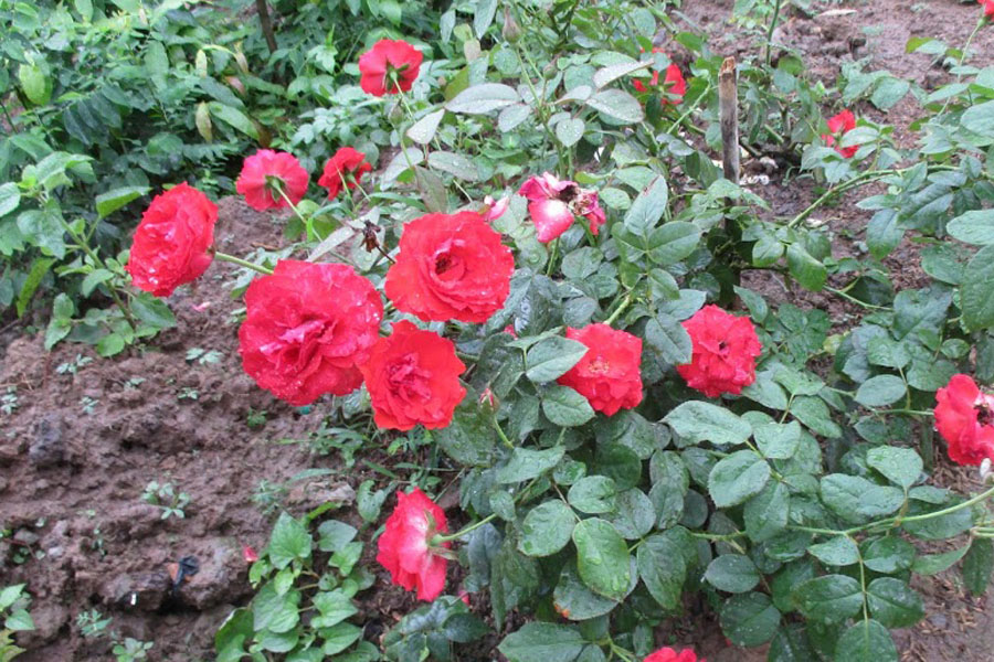 Nguyên nhân và giải pháp cho hoa hồng bị héo ngọn