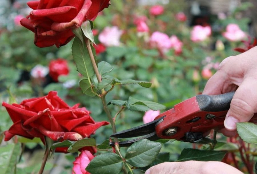 Hướng dẫn 4 bước chăm sóc hoa hồng vào mùa hè tốt nhất