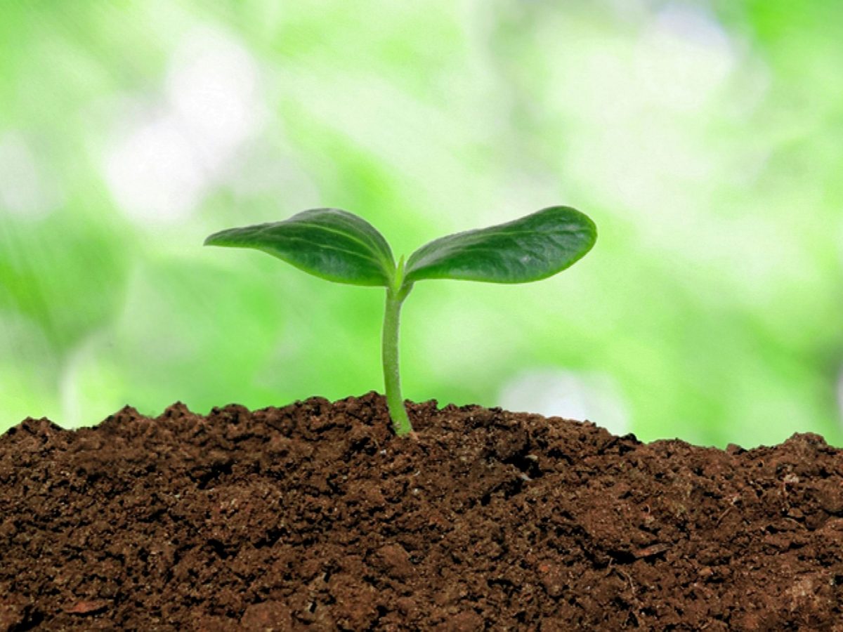 Nguyên liệu sản xuất đất sạch: Phân trùn quế