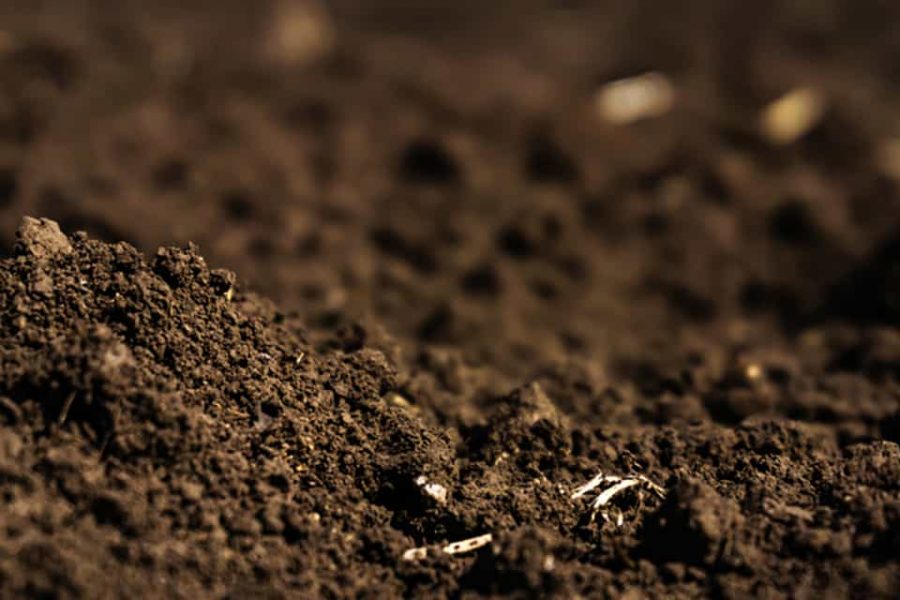 thành phần của nguyên liệu sản xuất đất sạch phổ biến hiện nay