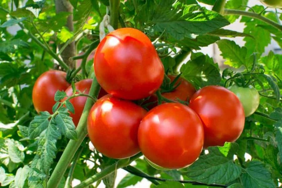 Mách bạn cách trồng cà chua với đá Perlite cực kỳ hiệu quả