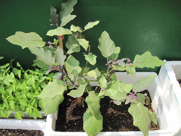 Chia sẻ cách trồng cà tím bằng thùng xốp cực hiệu quả