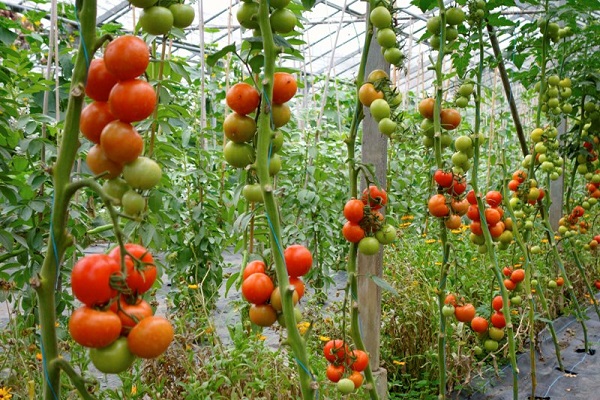Hướng dẫn trồng cà chua bằng thùng xốp tại nhà cực đơn giản