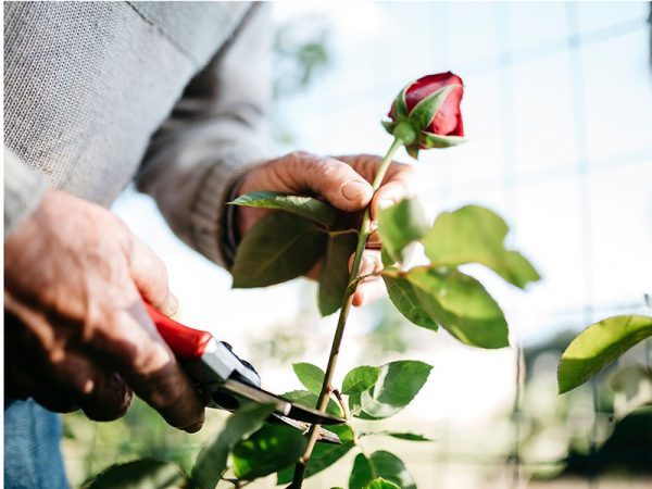 Chia sẻ kỹ thuật trồng hoa hồng bằng giâm cành với đá Perlite thành công 100%