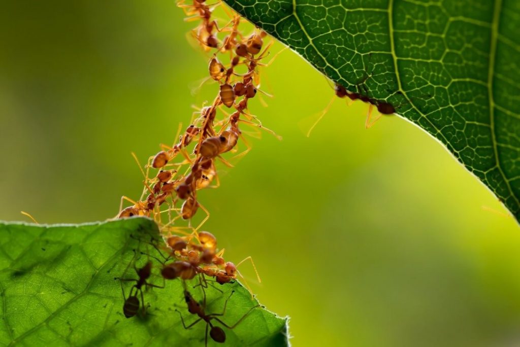 Làm sao để diệt kiến trong đất trồng