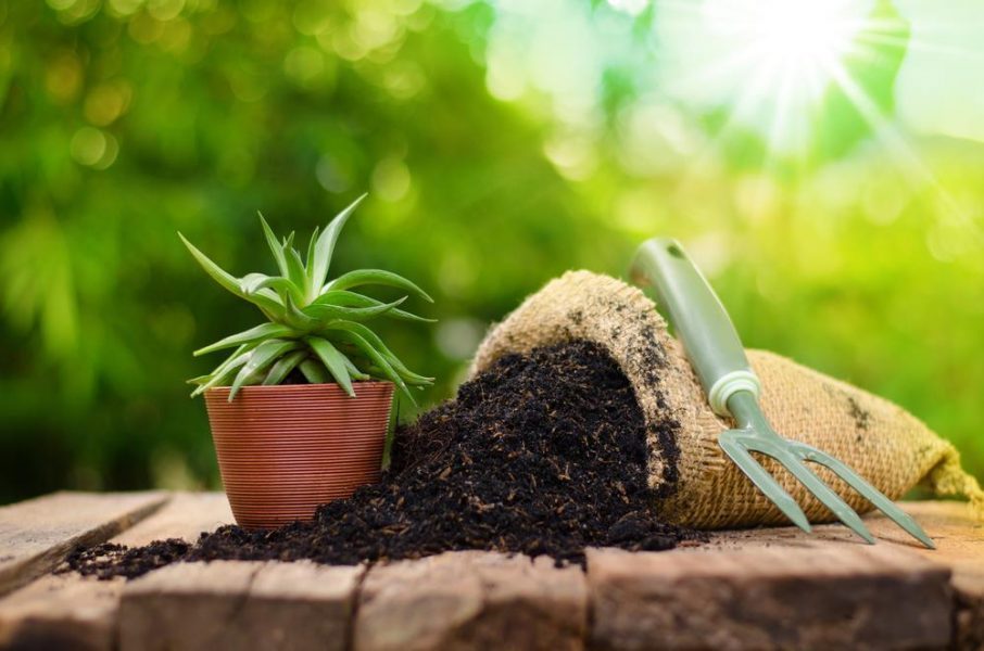 5 biện pháp cải tạo đất canh tác lâu ngày hiệu quả