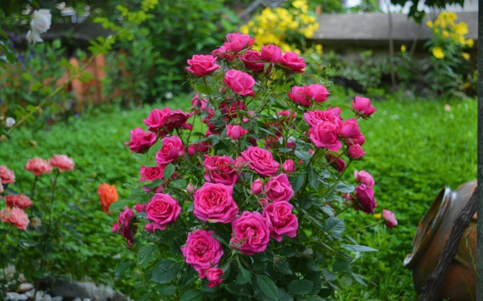 5 yếu tố quan trọng nhất của đất trồng hoa hồng 1