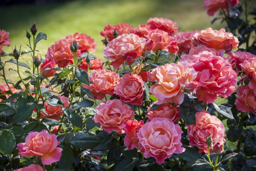 5 yếu tố quan trọng nhất của đất trồng hoa hồng
