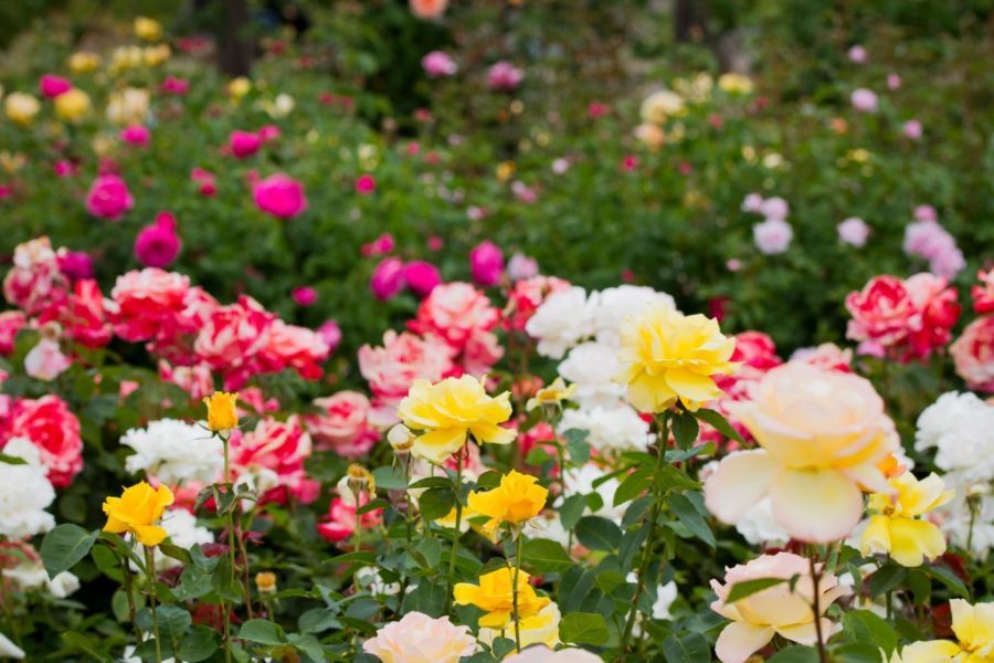 5 yếu tố quan trọng nhất của đất trồng hoa hồng 2