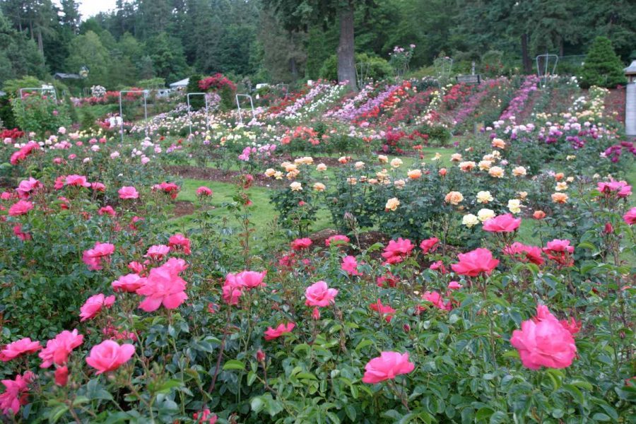5 yếu tố quan trọng nhất của đất trồng hoa hồng 3