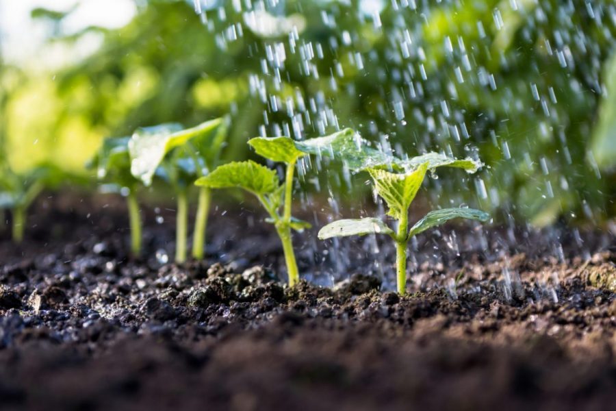 5 yếu tố quan trọng nhất của đất trồng rau 2