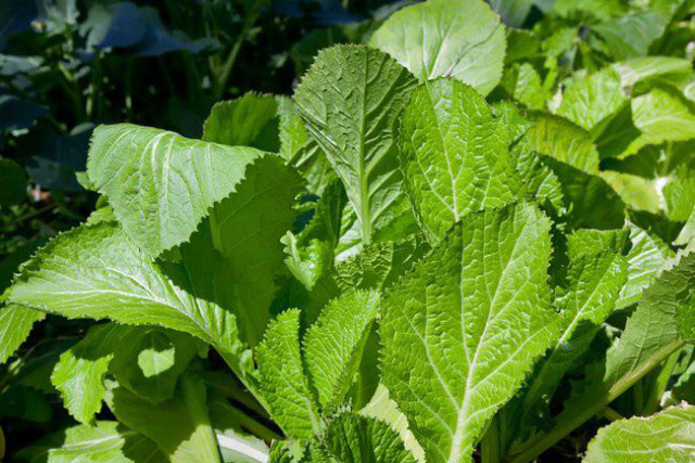 5 yếu tố quan trọng nhất của đất trồng rau sạch 2