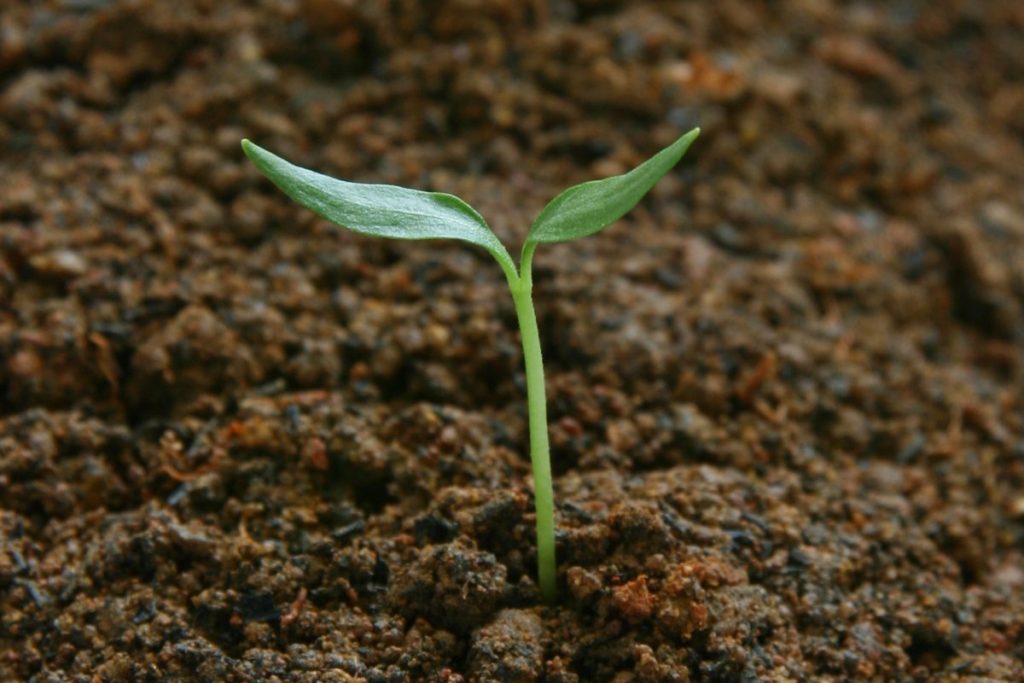 Bật mí 5 yếu tố quan trọng nhất của đất trồng hữu cơ