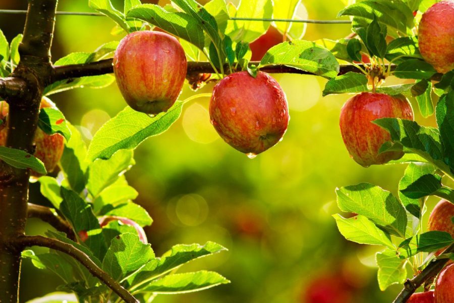 Cách cải tạo đất trồng cây ăn trái tốt nhất cho nhà vườn 1