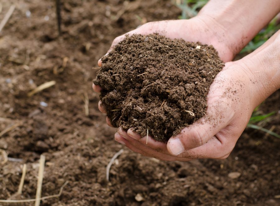 Điểm danh 3 loại phân bón cải tạo đất trồng tốt nhất cho nhà vườn 1