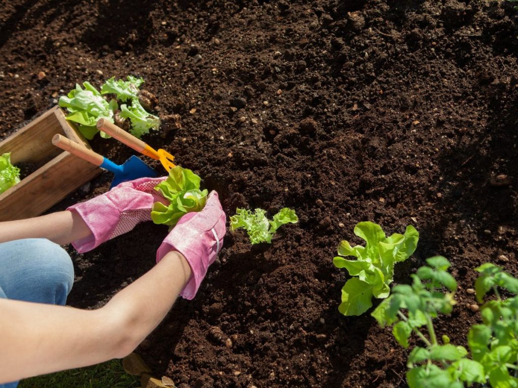 Điểm danh 3 loại phân bón cải tạo đất trồng tốt nhất cho nhà vườn