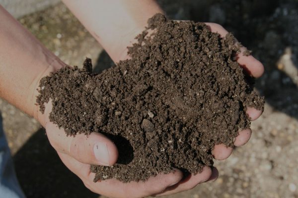 Kỹ thuật bón phân trùn quế hiệu quả cho nhà vườn 2
