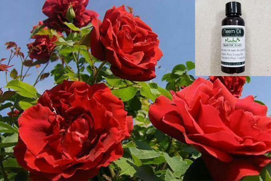 Sử dụng dầu neem cho hoa hồng thế nào cho hiệu quả?