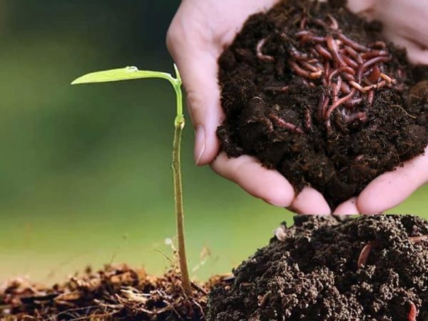 Tại sao nên dùng phân trùn quế bón lót cho cây trồng 1