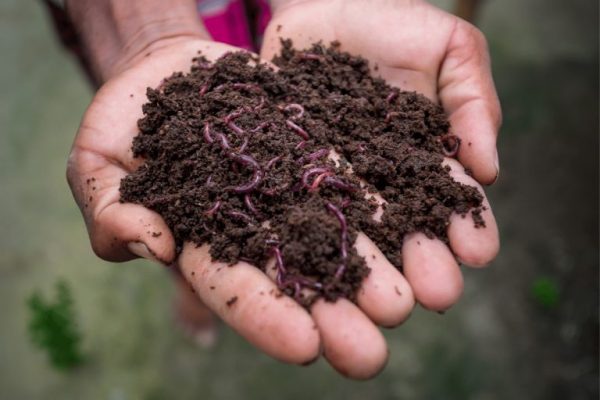 Tại sao nên dùng phân trùn quế bón lót cho cây trồng 2