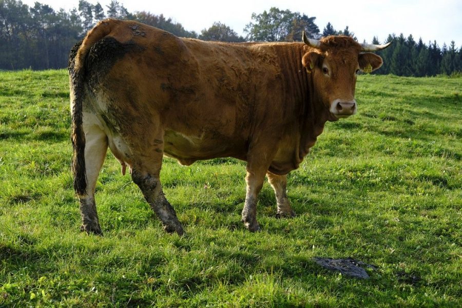 Bật mí lợi ích của việc sử dụng phân bò ủ vi sinh 2