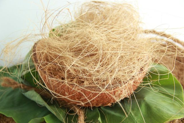 Giá thể trồng lan Dendro bằng mút xốp xơ dừa 1