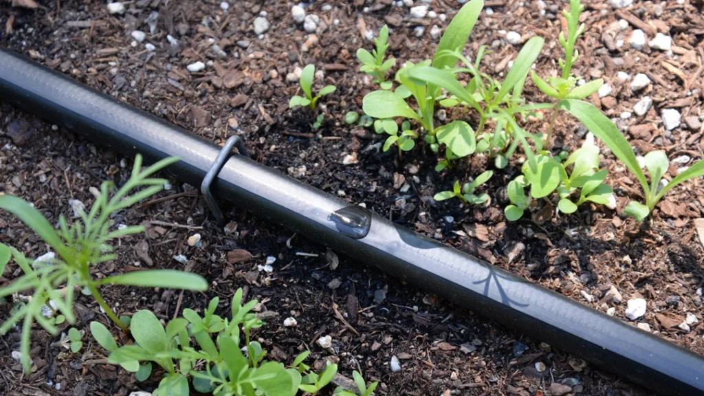 10 tip sử dụng tiết kiệm nước cho vườn rau của bạn