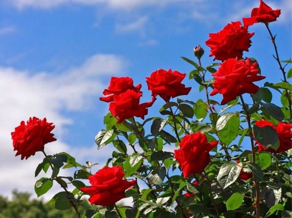Đại lý đất trồng hoa hồng tại Bà Rịa - Vũng TàuĐại lý đất trồng hoa hồng tại Bà Rịa - Vũng Tàu