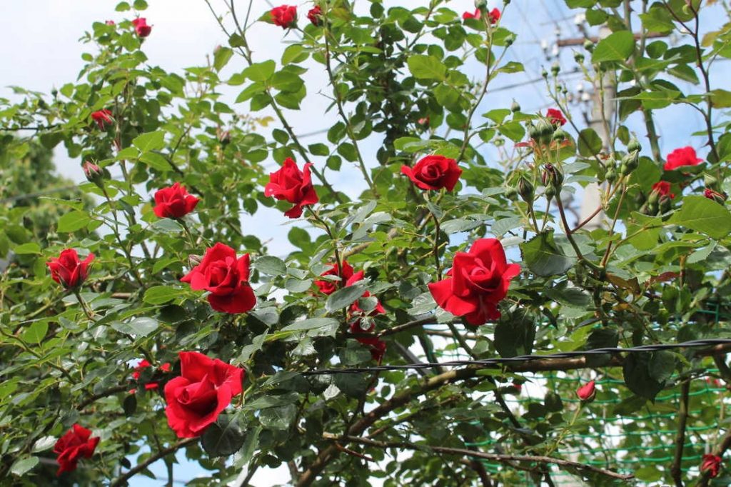 Địa chỉ mua đất trồng hoa hồng tại BR - VT